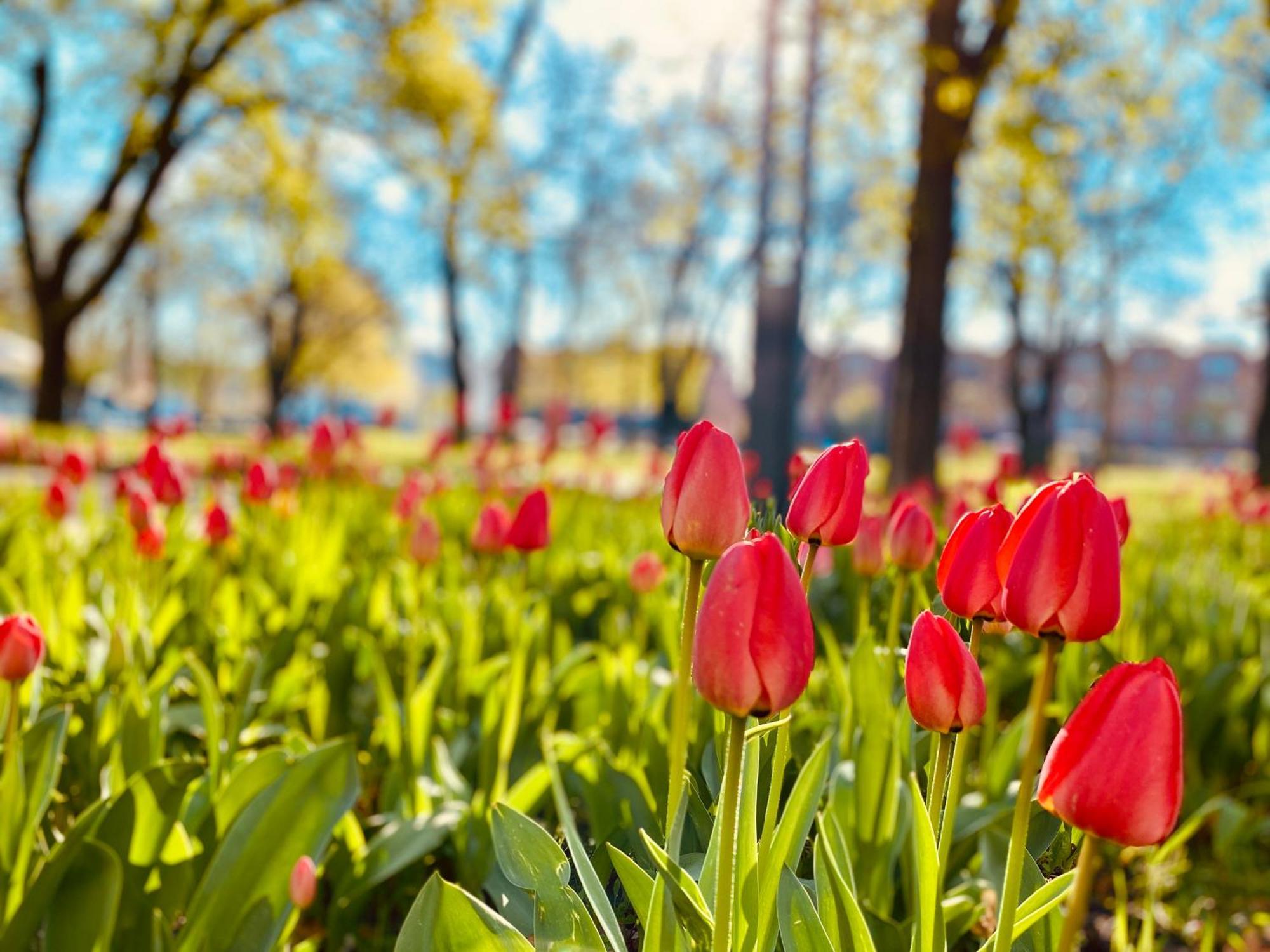 Schoene Aussichten Mitten In Berlin - Il Sole Екстериор снимка