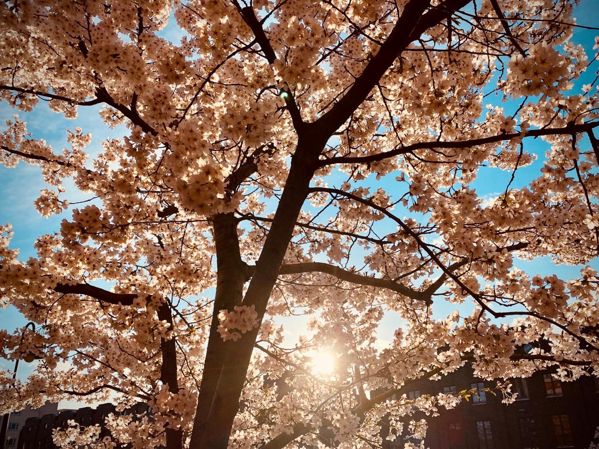 Schoene Aussichten Mitten In Berlin - Il Sole Екстериор снимка